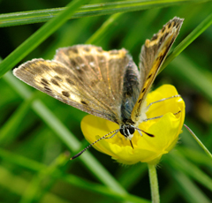 Lycaena virgureae?